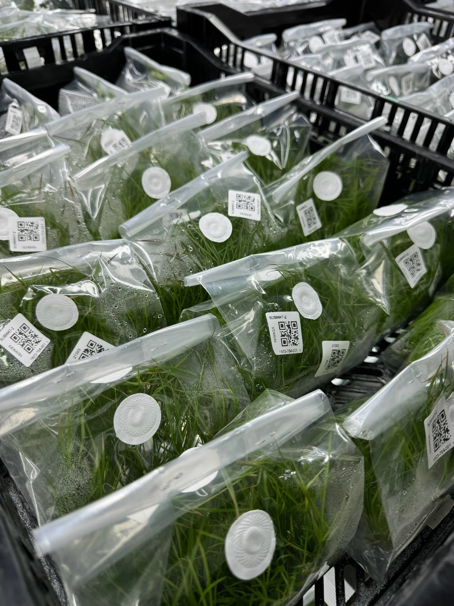 Rows of packaged green plants in clear plastic bags on a black store shelf, with condensation and QR codes visible on the bags.