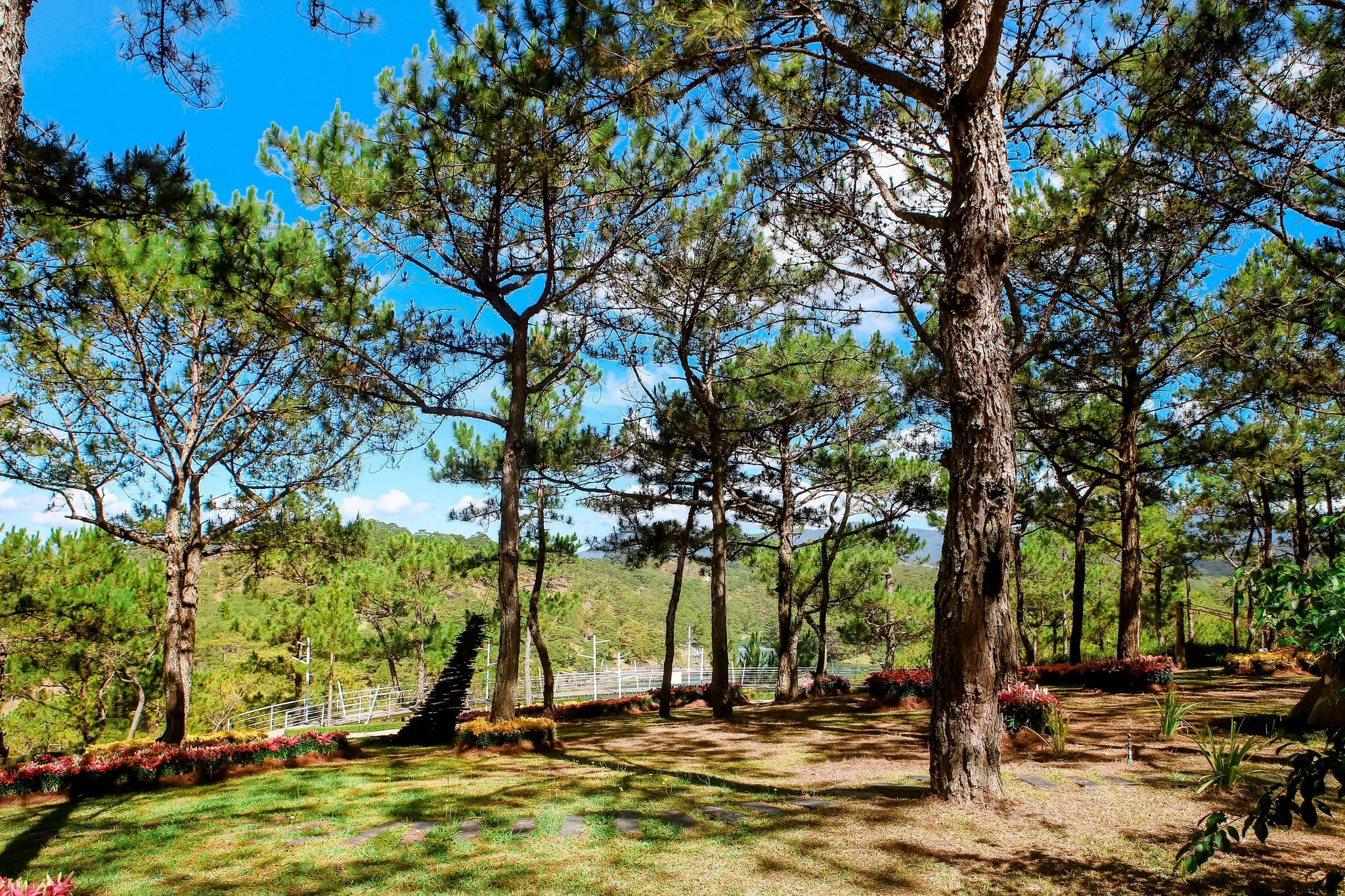 A park with tall pine trees, green grass, flowers, a pathway, and a blue sky with clouds.