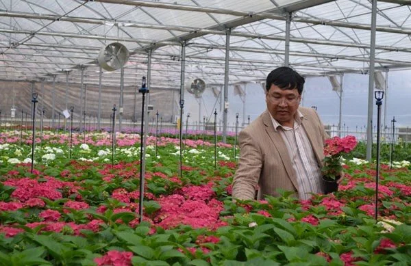A man in a beige blazer inspecting pink and white flowers in a greenhouse with floral sprinklers overhead.