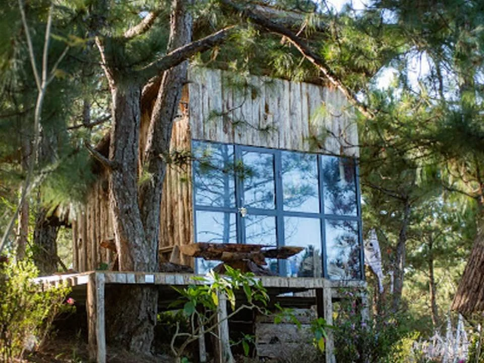 A treehouse built among tall pine trees with large glass windows reflecting the trees, surrounded by greenery.