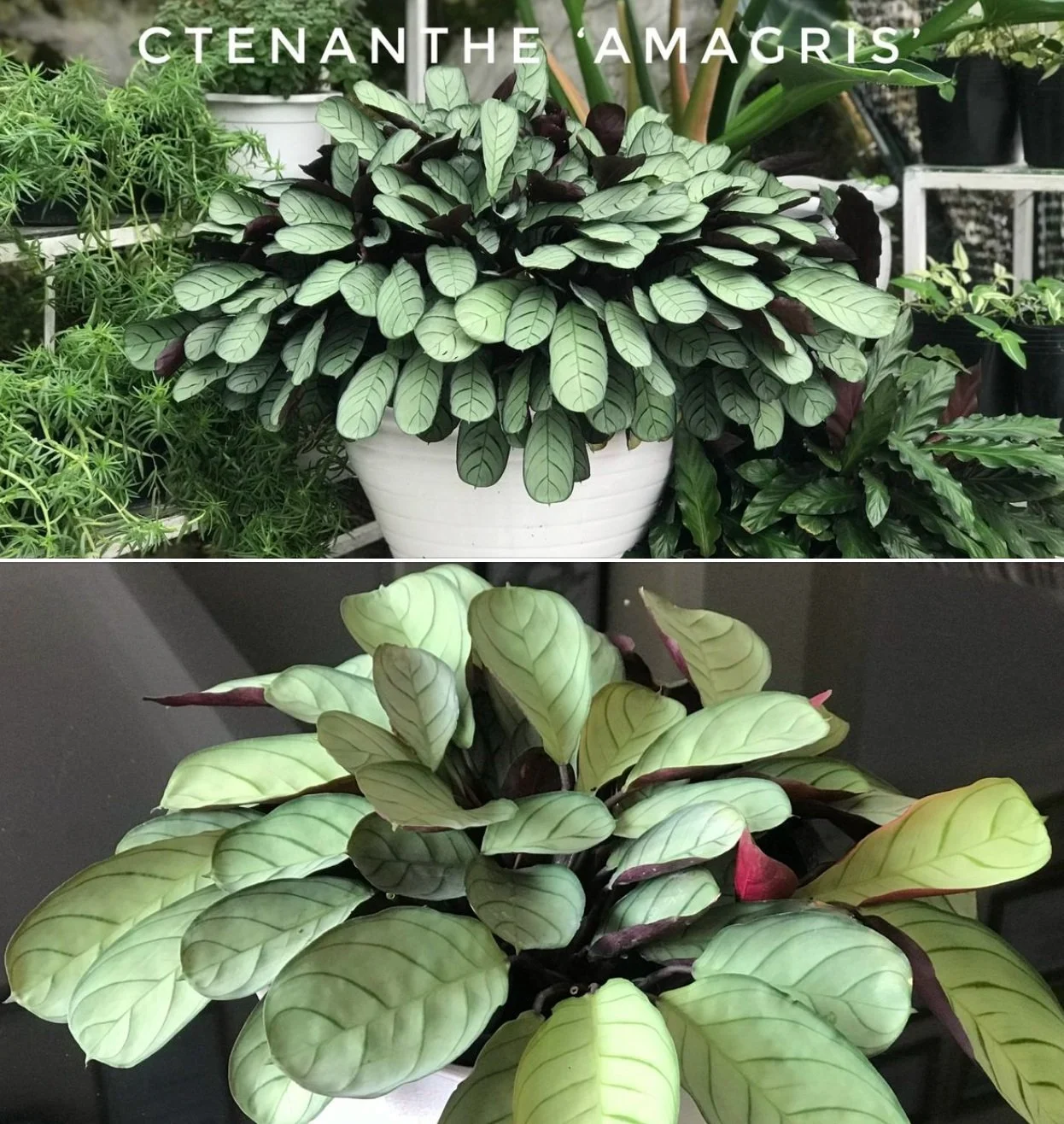 Top image shows a potted plant with green leaves that have dark purple veins and edges, surrounded by other various plants. Bottom image is a close-up of the same type of plant, highlighting its green leaves with dark purple veins and stems.