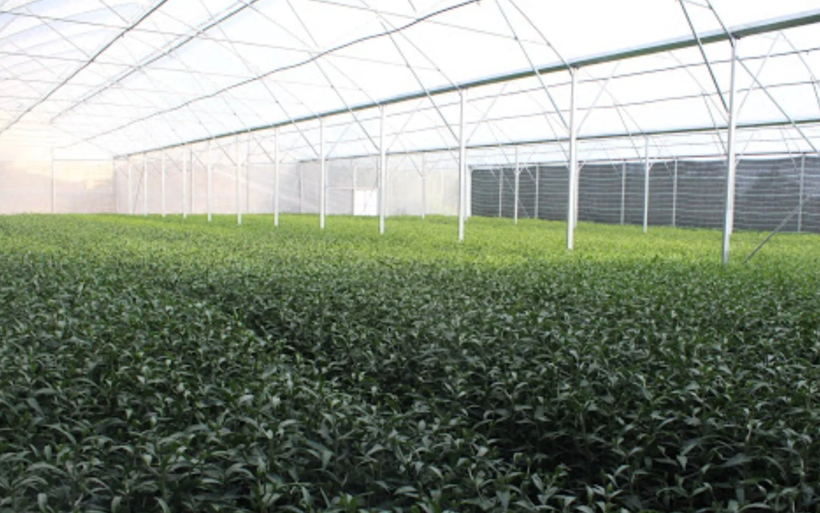 Inside a large greenhouse filled with rows of green plants growing under a transparent roof with supporting metal beams.