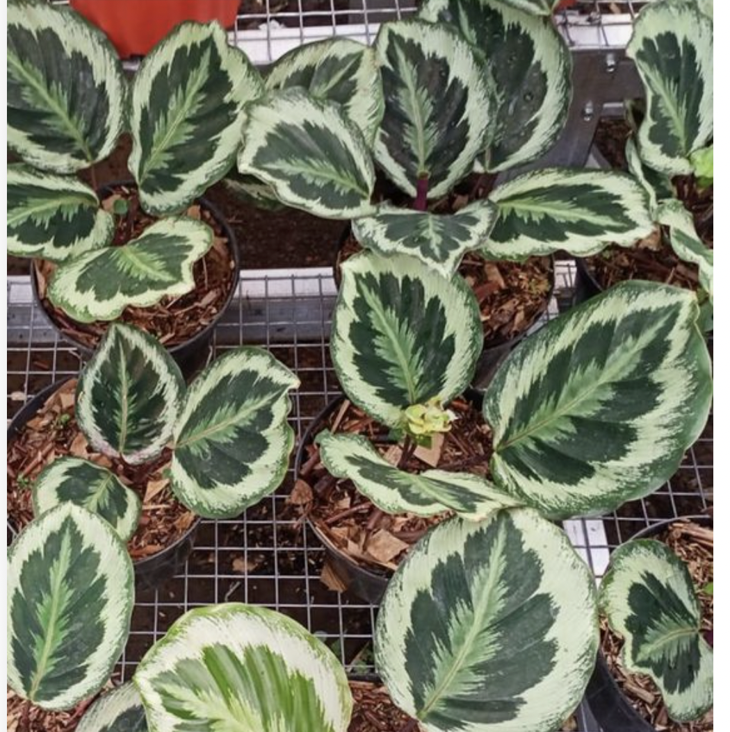 Variegated pothos plants with green and cream-colored leaves in small pots on a wire grid.