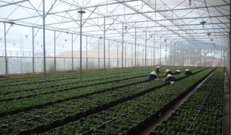 Farmers working in a greenhouse with rows of green plants