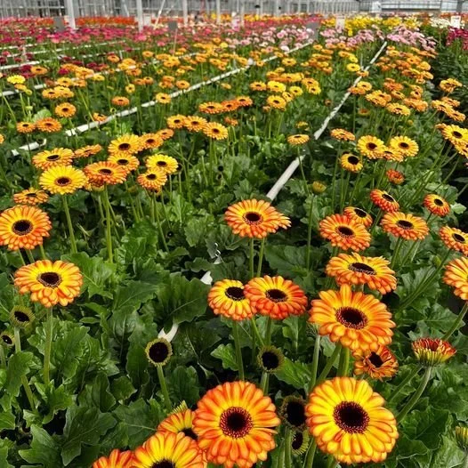Colorful flower garden with yellow, orange, and pink flowers in bloom.