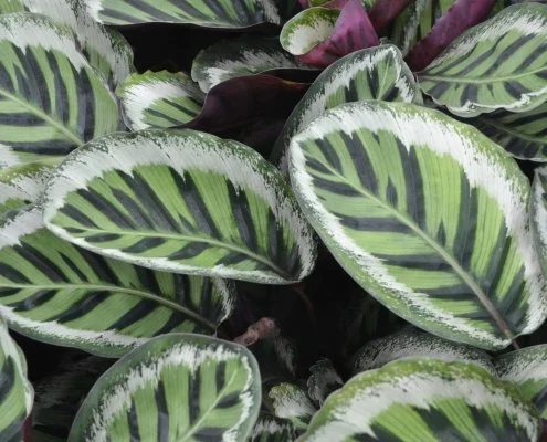 Close-up of Brise Samba calathea plant with green and white patterned leaves.