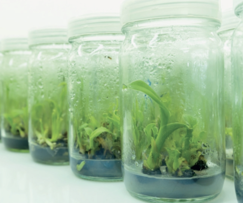Series of glass jars containing young plants or seedlings with water at the bottom.