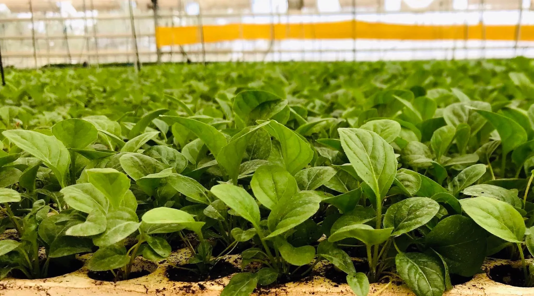Green seedlings growing in a tray inside a greenhouse.