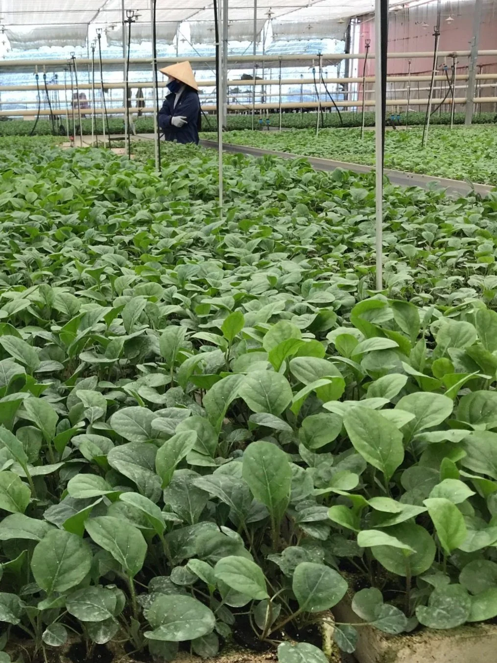 A person wearing a traditional Asian straw hat and face mask working in a greenhouse filled with green leafy plants.