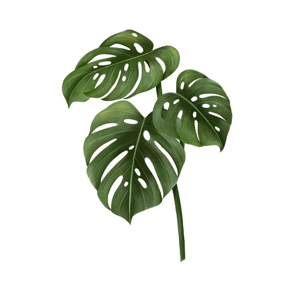 Monstera