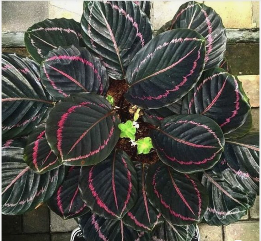 A top-down view of a potted plant with large, dark green leaves with pink veins.