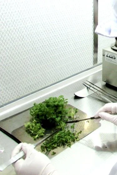 Person wearing gloves handling fresh green herbs at a laboratory or food preparation station.