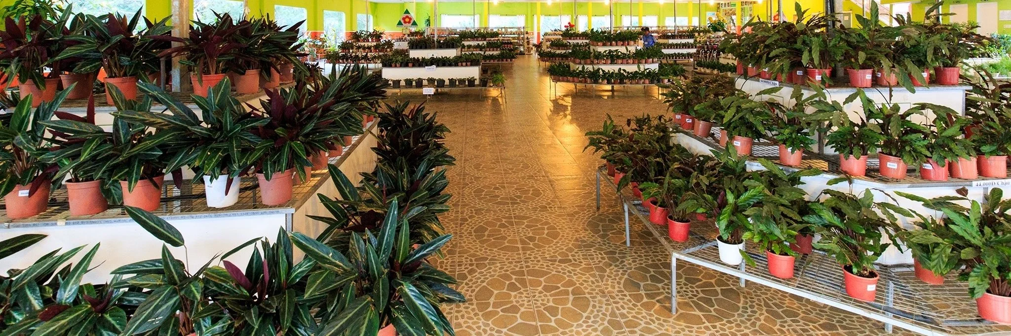 Interior of a plant nursery with rows of potted plants on metal shelves and displays, bright green walls, and a tiled floor.