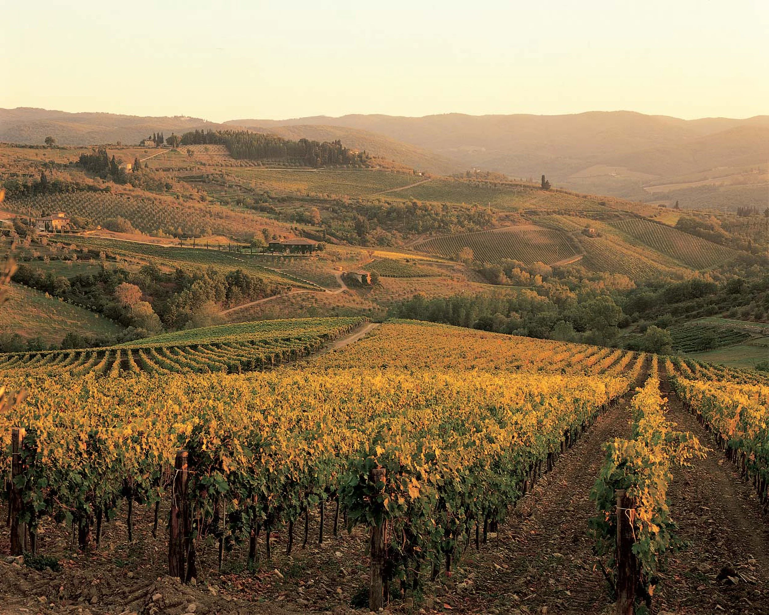 Fontodi Vineyards (1).jpg