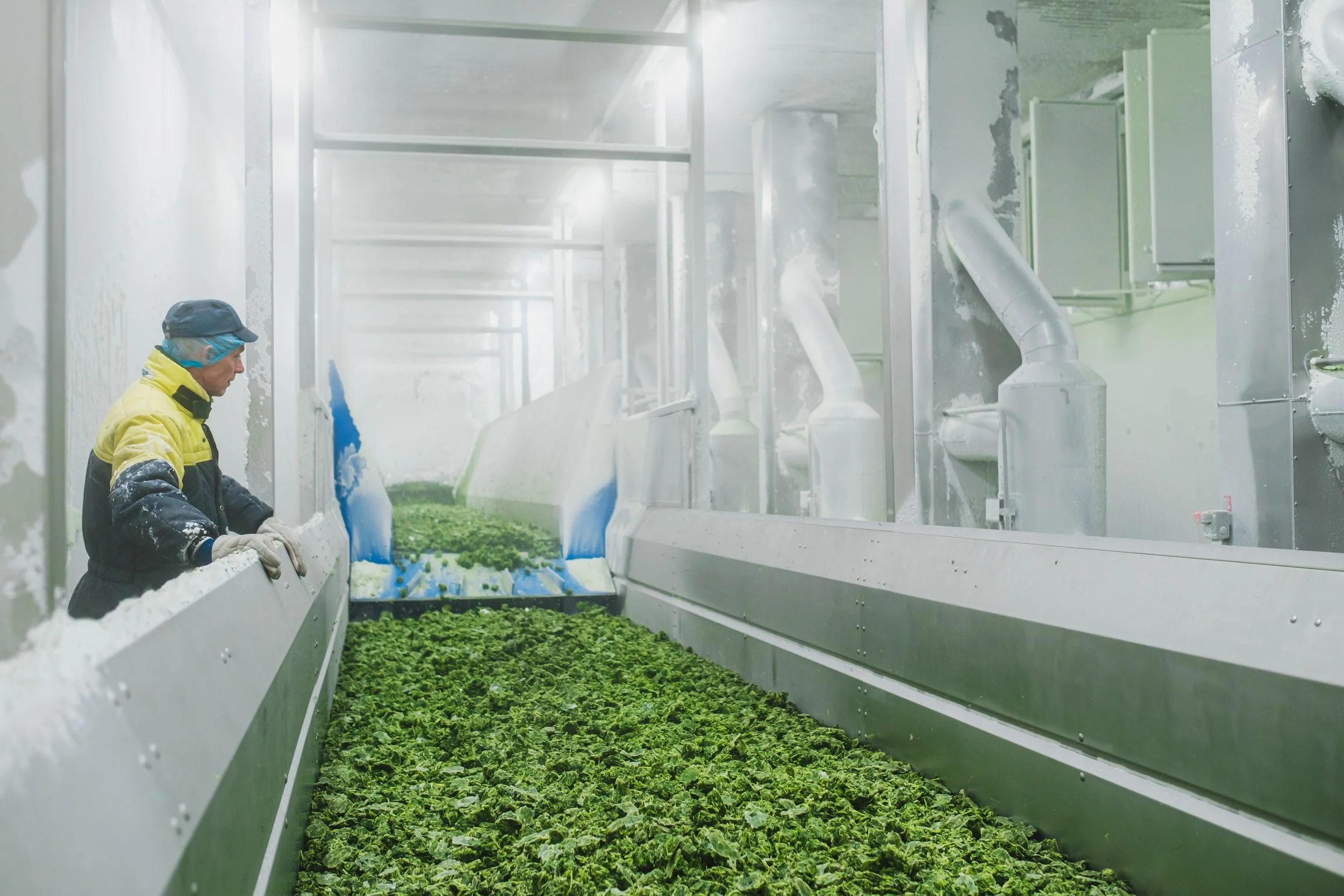 Locatieportret van een medewerker van Greenyard in een industriële diepvries terwijl spinazie voorbijkomt.