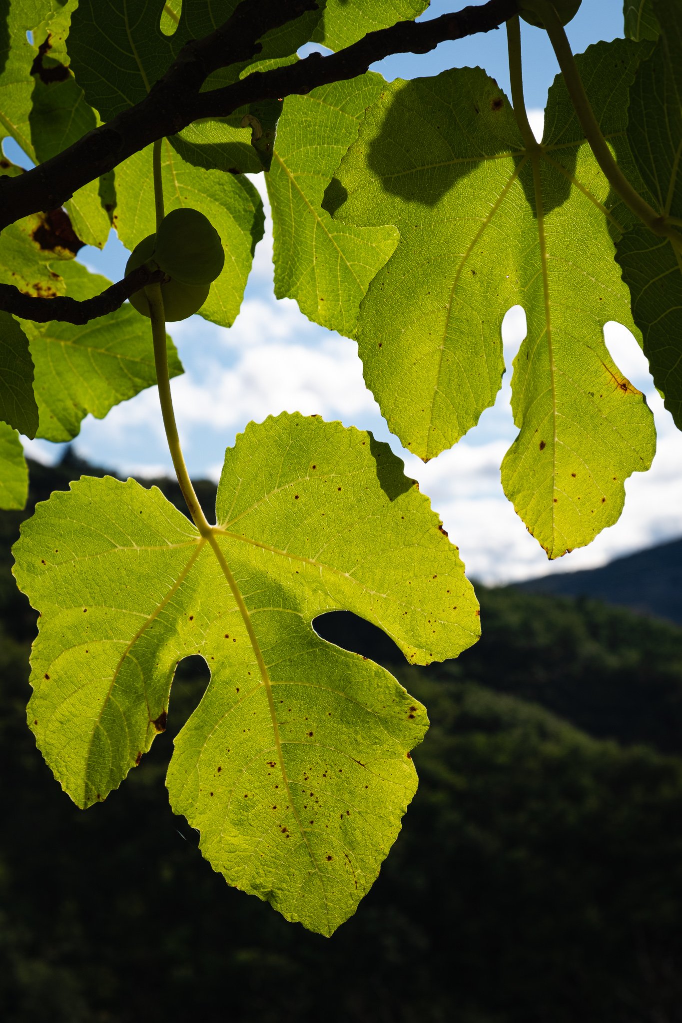 fig leaves.jpg