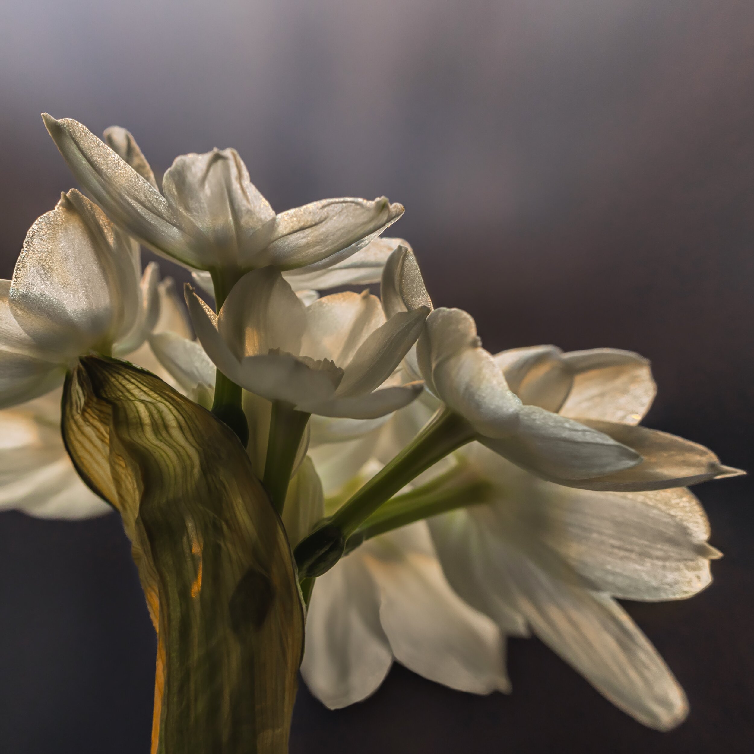 Last of my Paperwhites 🤍

.
#inspiredbypetals #florals #springbulbs #paperwhites #underthefloralspell #slowandsimpledays #seasonalfloralstyle