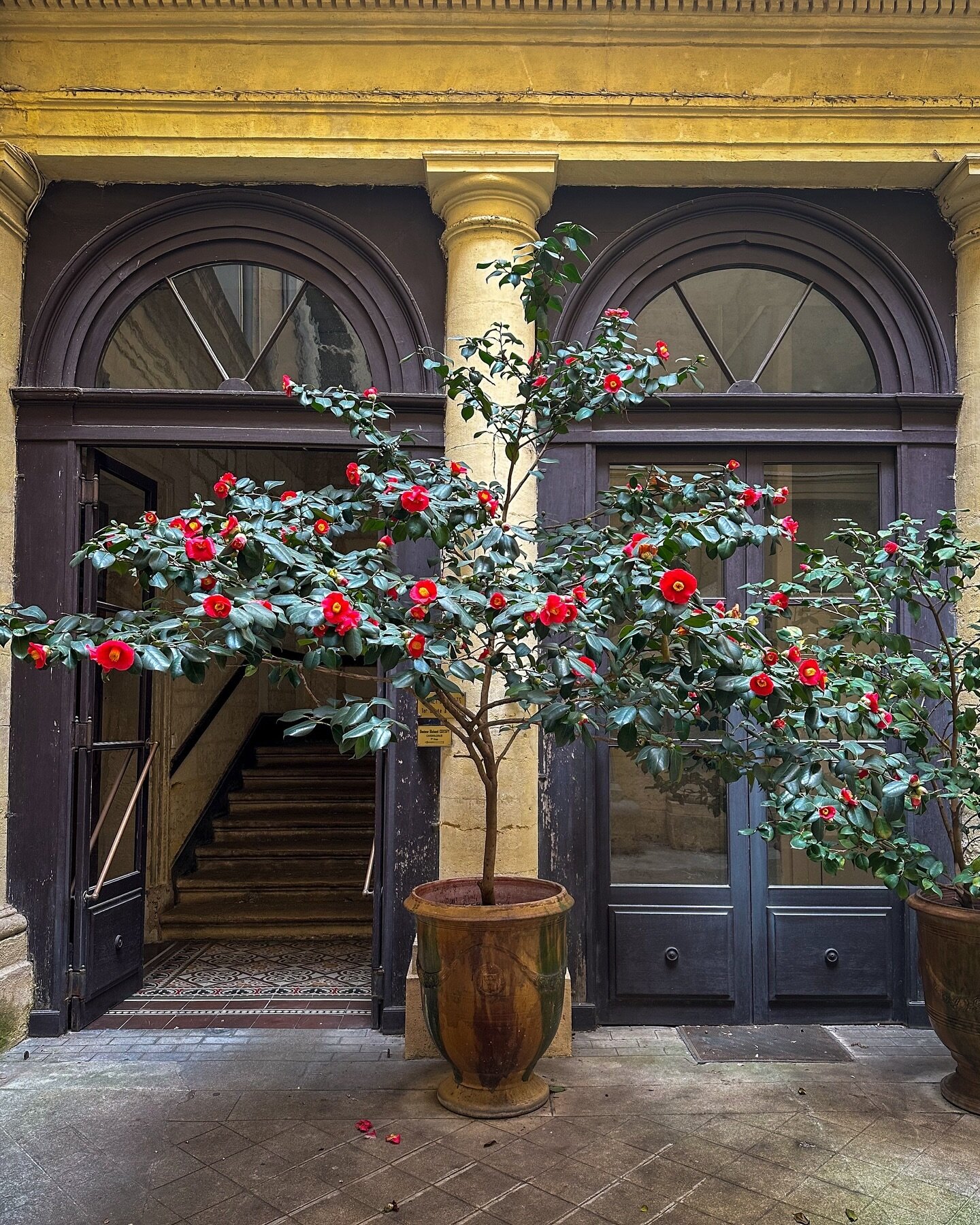 A pop of red French style &hearts;️

.#camellia #myeverydaymagic #frenchstyle #inspiredbyflowers #montpellier #livemoremagic