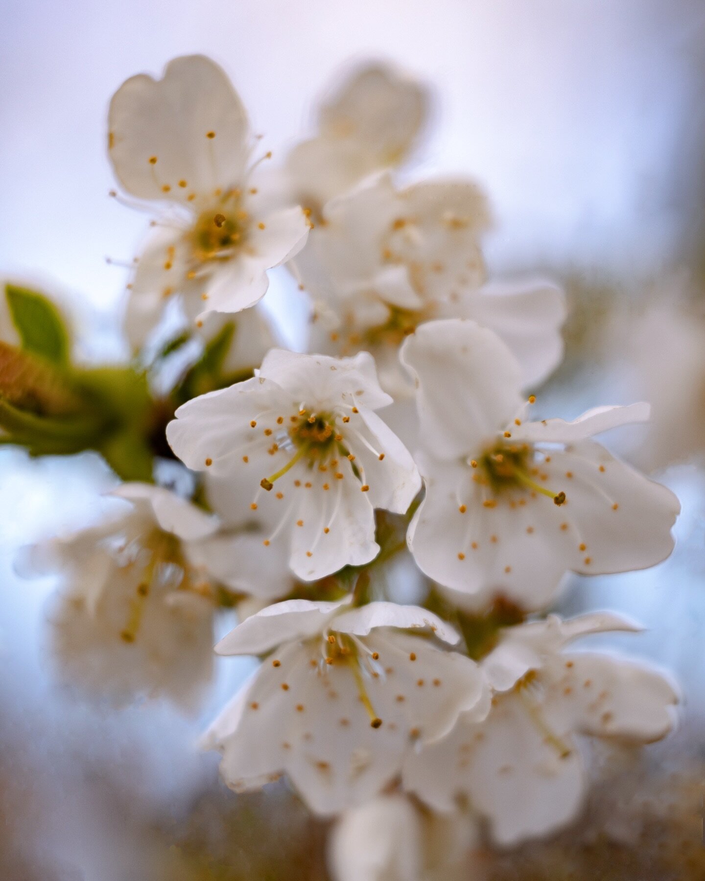 Sweet blossom 

.
#spring #naturedetails #blossom #inspiredbypetals #underthefloralspell #seasonalflowers #petitjoys #mygardenflowers