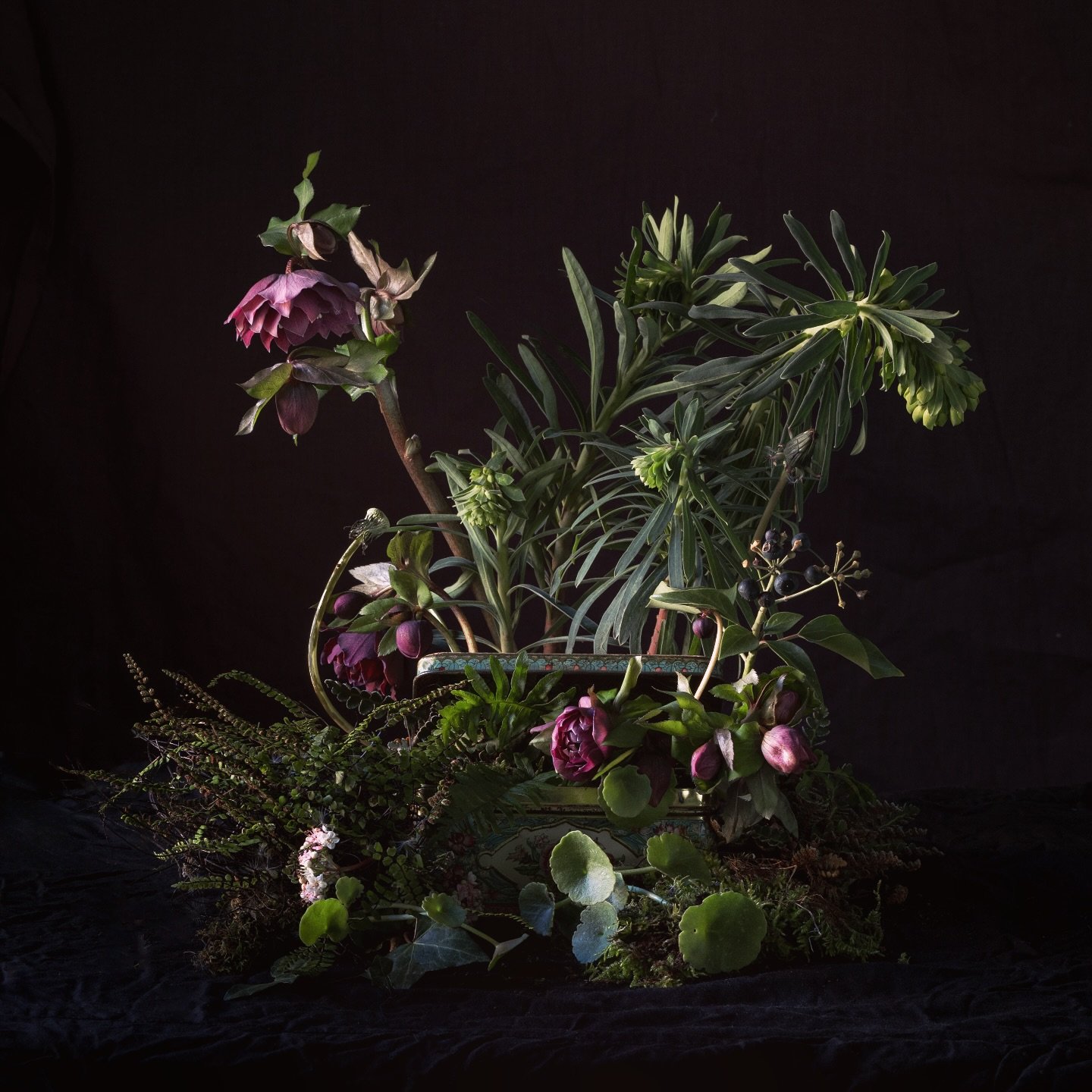 &lsquo; A box of delights &lsquo; - February&rsquo;s still life. I had wandered around the garden in the rain to see what I could find to bring to the table (literally speaking). The emerging euphorbia and hellebore flowers were such a gift, especial