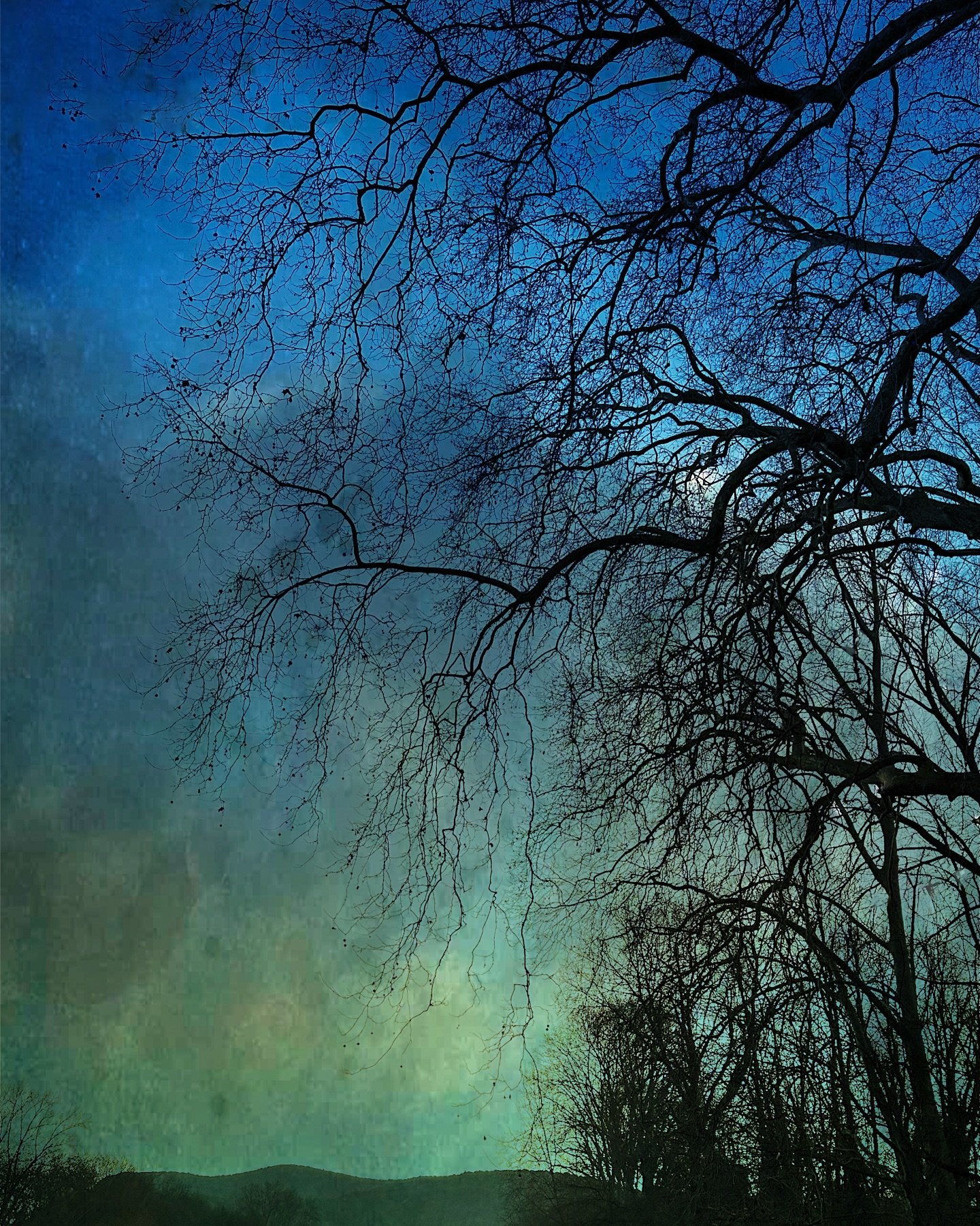 The quiet moments before dawn waiting for a new day🌿

.
#treesilhouette #natureandnourish #slowandsimpledays #creativephotography #naturephotography #seasonalsimplicity