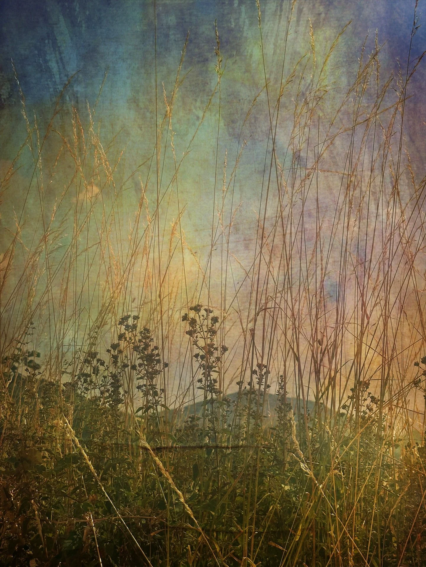 Dry grasses rustling in a hot peppery breeze

.
#summergrasses #creativelandscape #myseasonalgarden #creativephotography