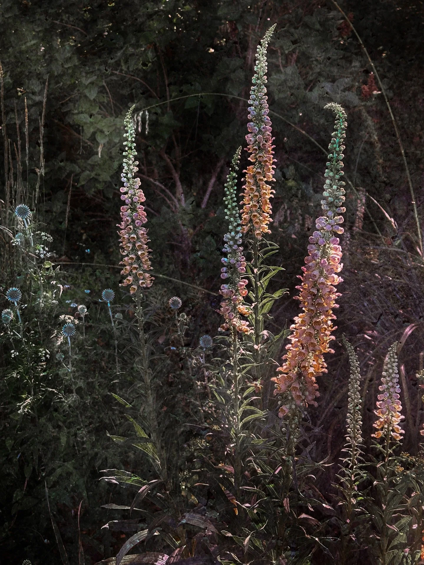 First light when the foxgloves dance in a brief moment of freshness✨

.
#foxgloves #flowersinframe_ #creativephotography #souful_moments #moodedits #wildgarden