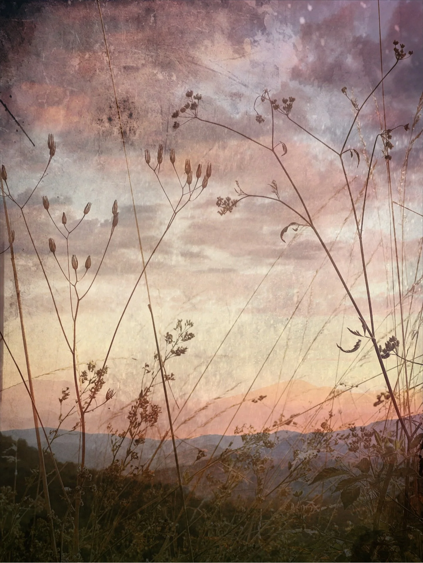 Waves of summer grasses✨

.
#creativephotography #landscapephotographylover #sunsetandgrasses #soulful_moments