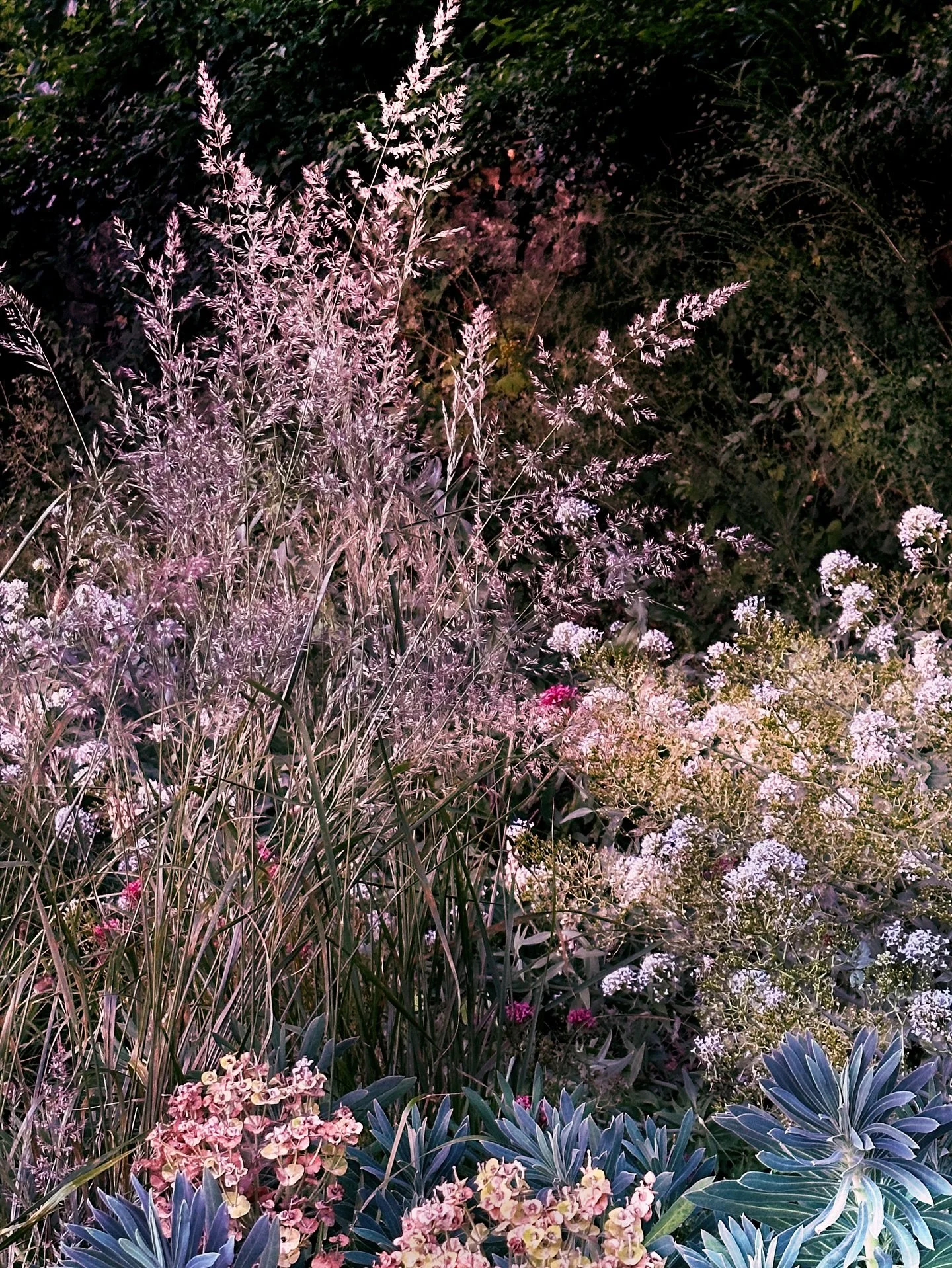 July and the grasses are in their element ✨

.
#wildgardenstyle #creativephoto #seasonalgardening