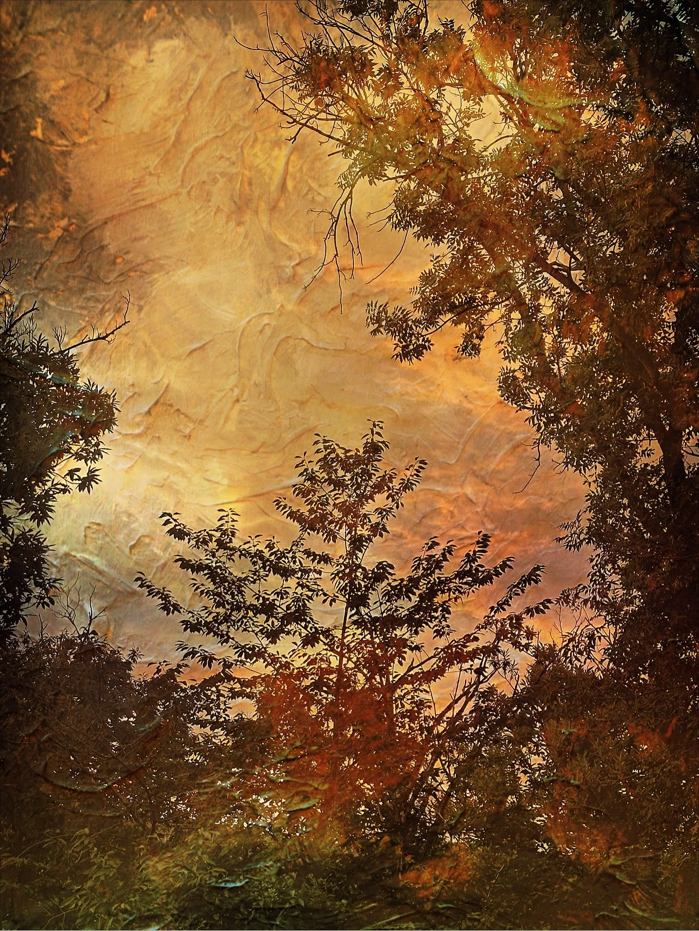 Evening light between the trees ✨

.
#sunsetintheforest#creativephotography #texturesandcolors #multipleexposure #seasonalstory