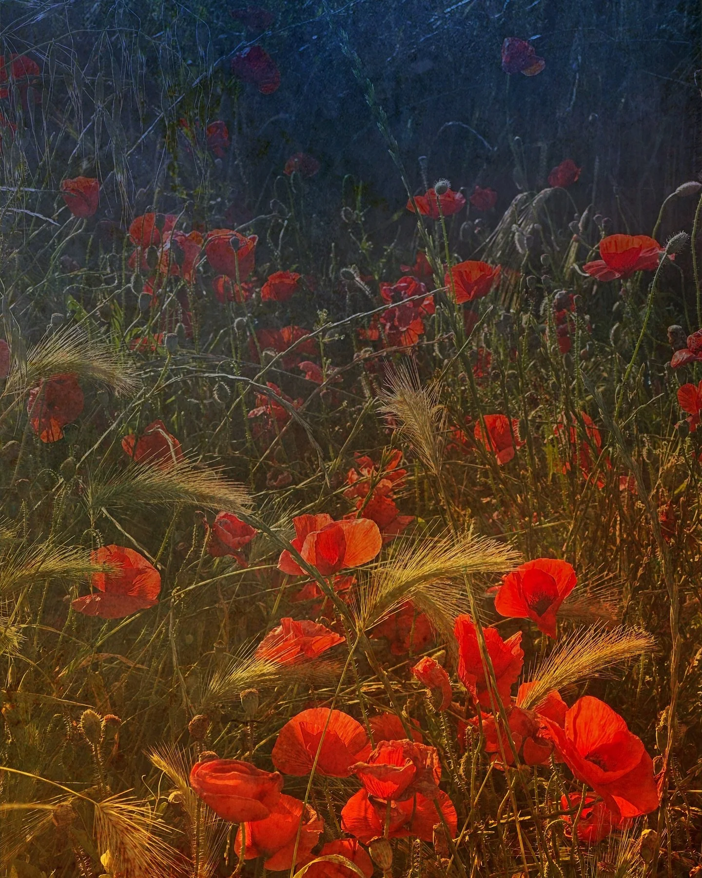 Roadside ❣️

#poppiesfield #poppys #icmphotography #multipleexposure #sheclicks #rpswipmember #creativephotos #seasonalstories #natureandnourish