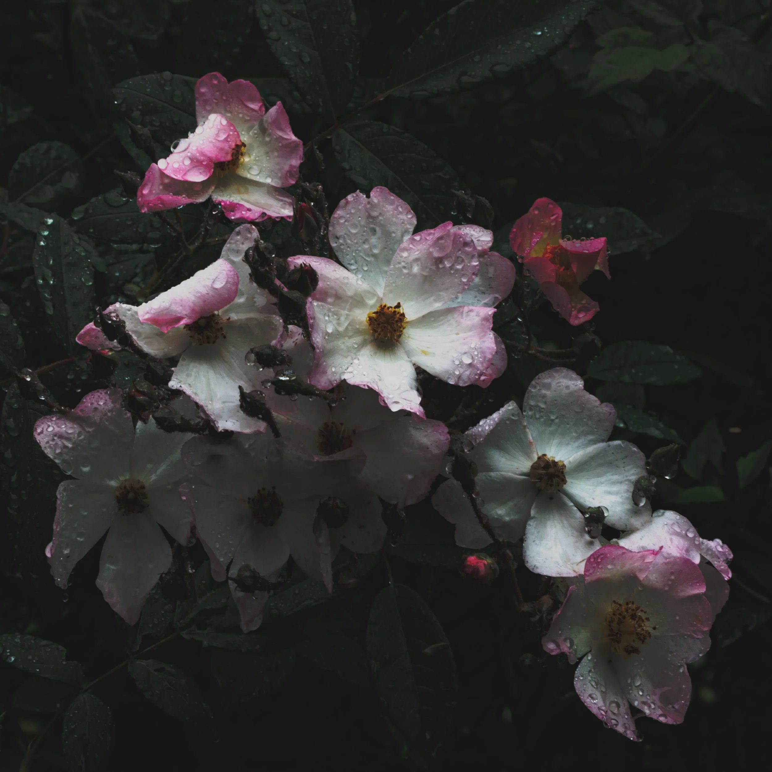 The scent of roses in the rain 

.
#ramblingrose #wildgarden #moodyflowers #flowersintherain #rosephotography