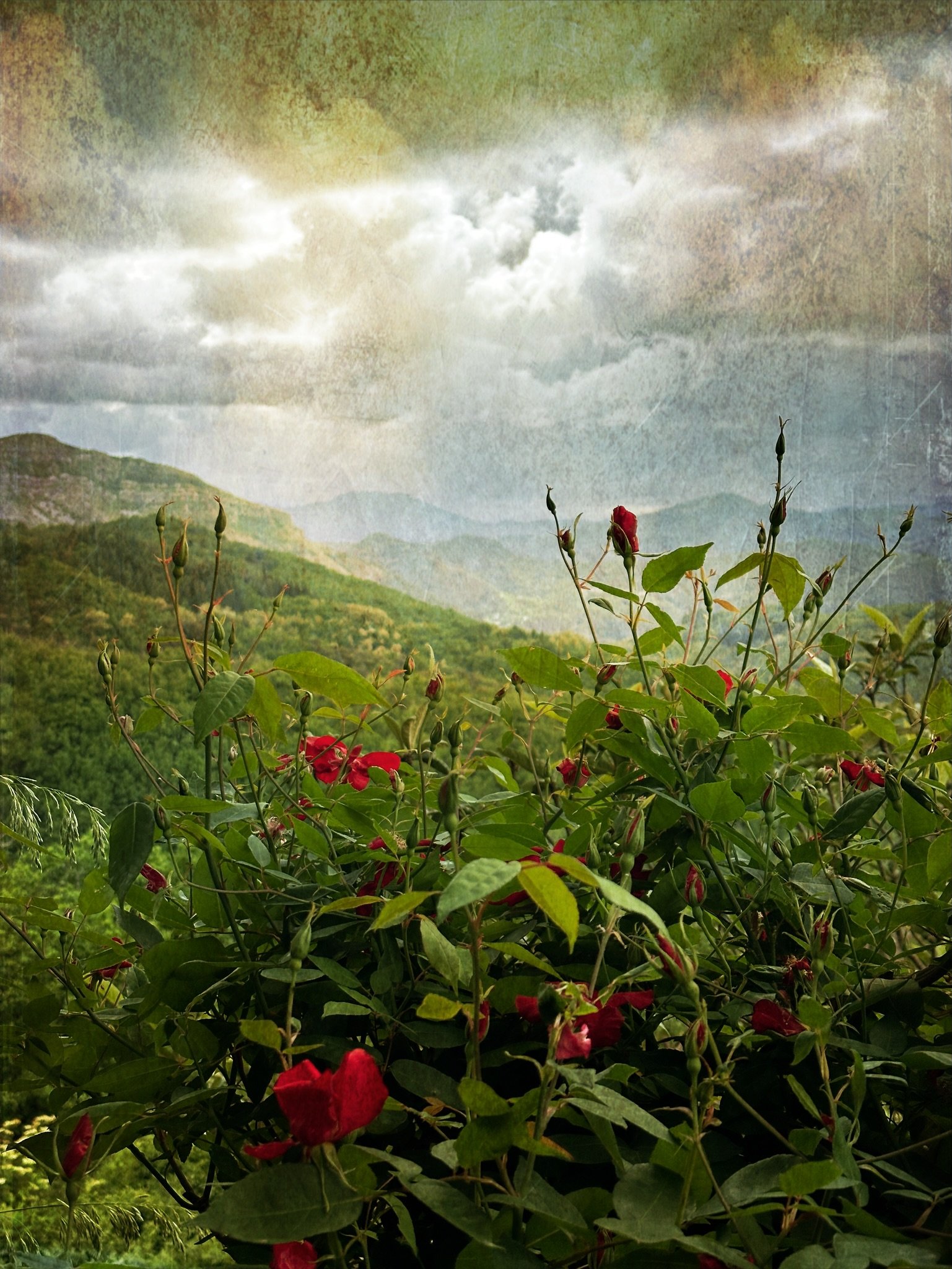 Spring roses 

.
#creativelandscape #natureandnourish #gardenview