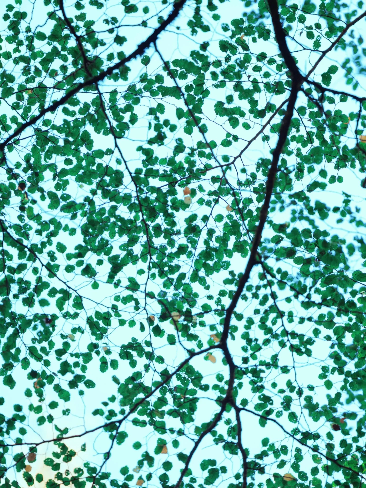 Minty 
.
#newleaves #springgrowth #natureandnourish #creativephotography
