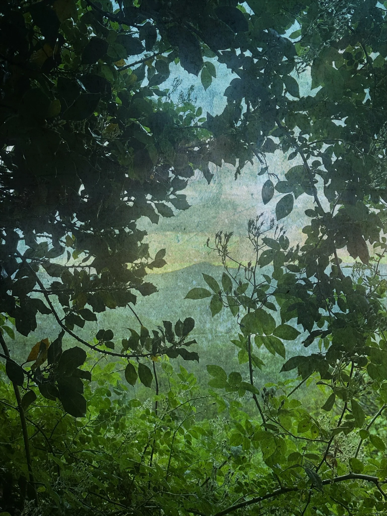 Green upon green 

.
#creativelandscapes #natureandnourish #greenview