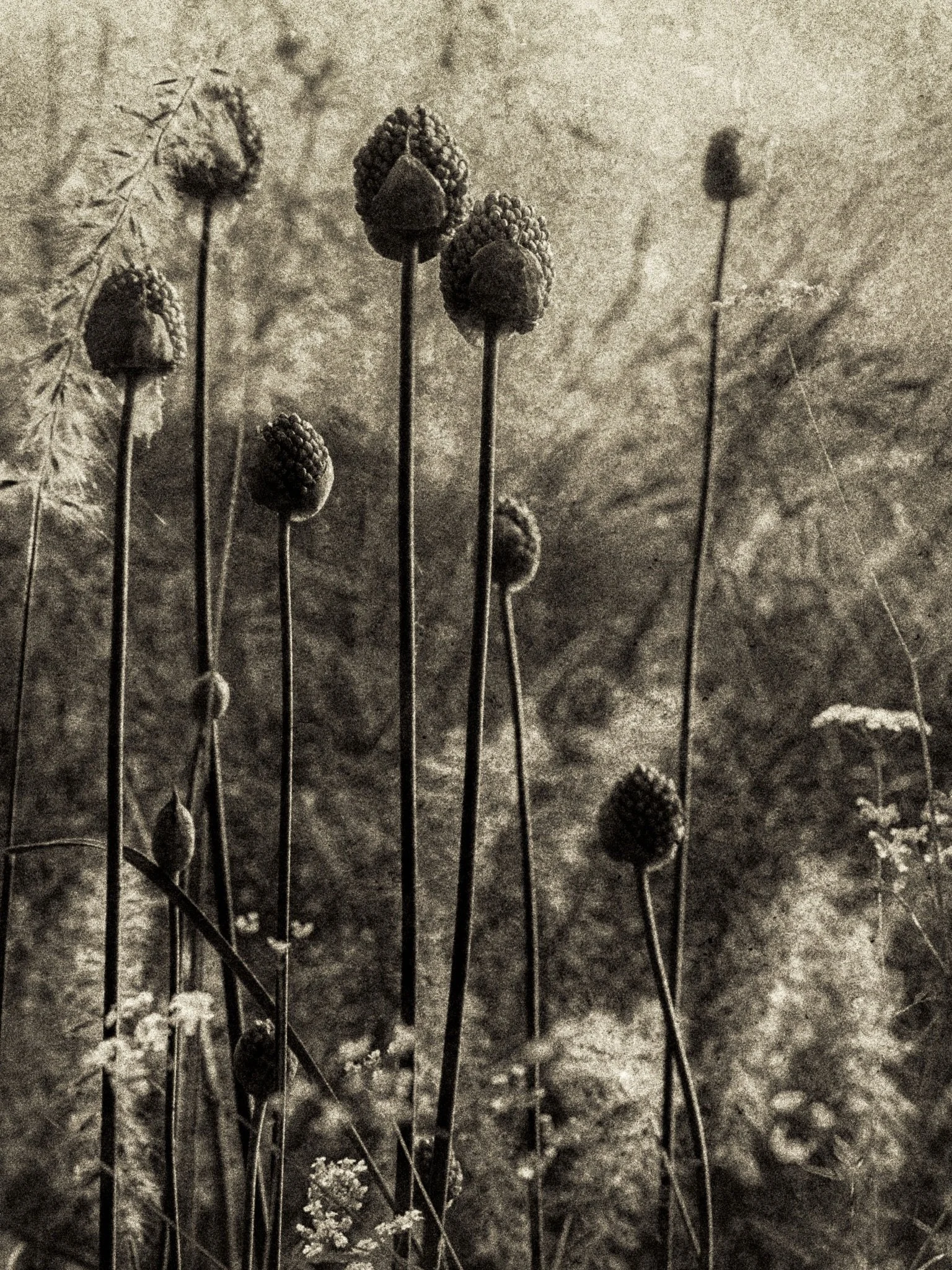 I am so thrilled to share that my portfolio of six photographs (this is a detail from one) &lsquo;A C&eacute;venol Garden &ndash; Where Grasses Dance&rsquo; has been selected for the RHS Botanical Art &amp; Photography Exhibition at the Saatchi Galle