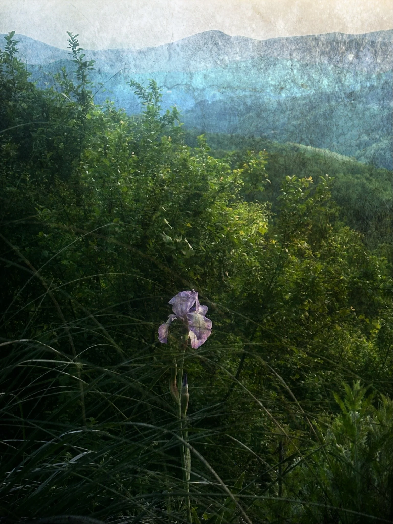 Poised 

.
#irisflower #wildgarden #creativephoto #natureandnourish