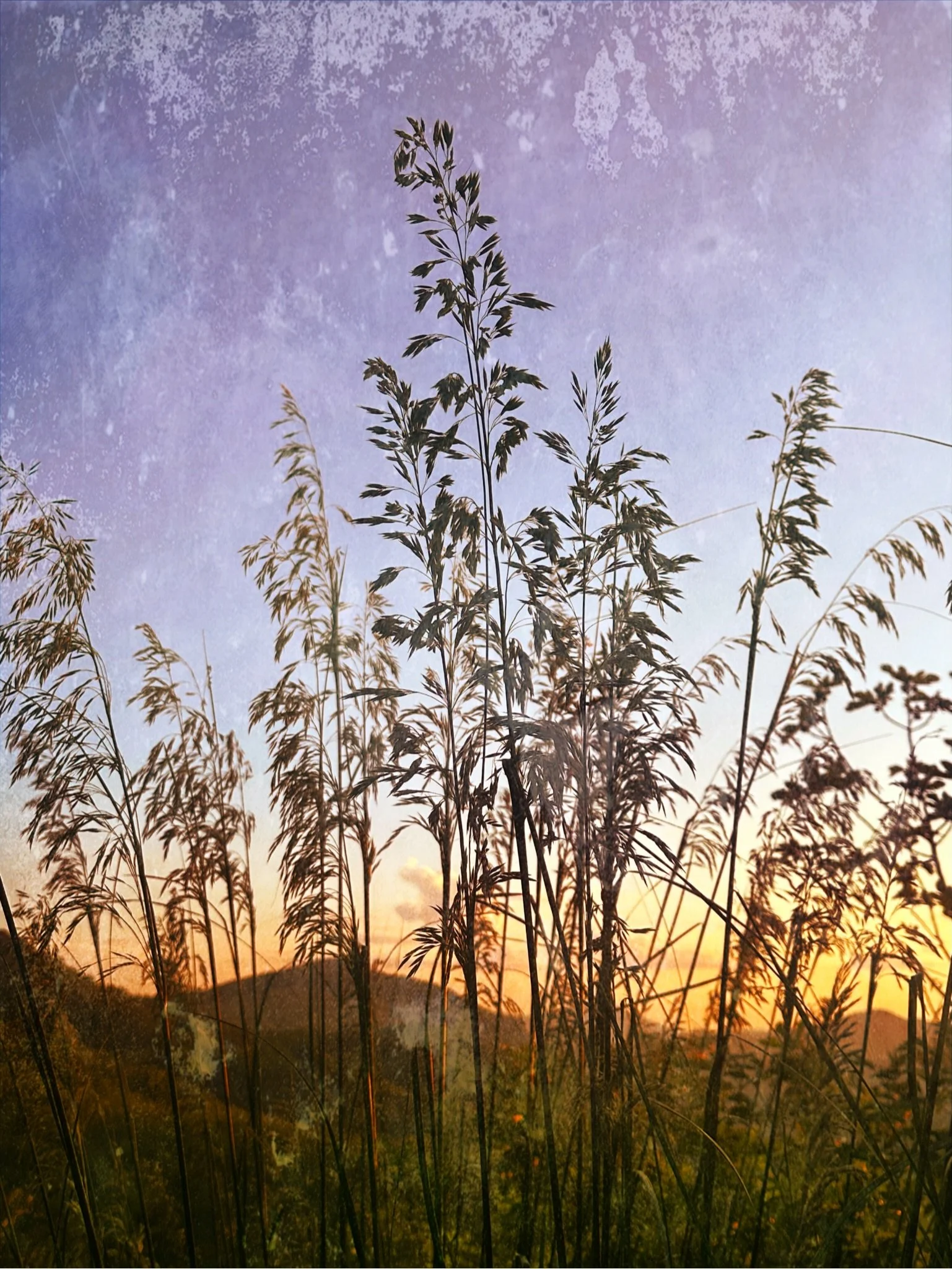 Resurgence 

.
#grasses #creativephotographer #natureandnourish