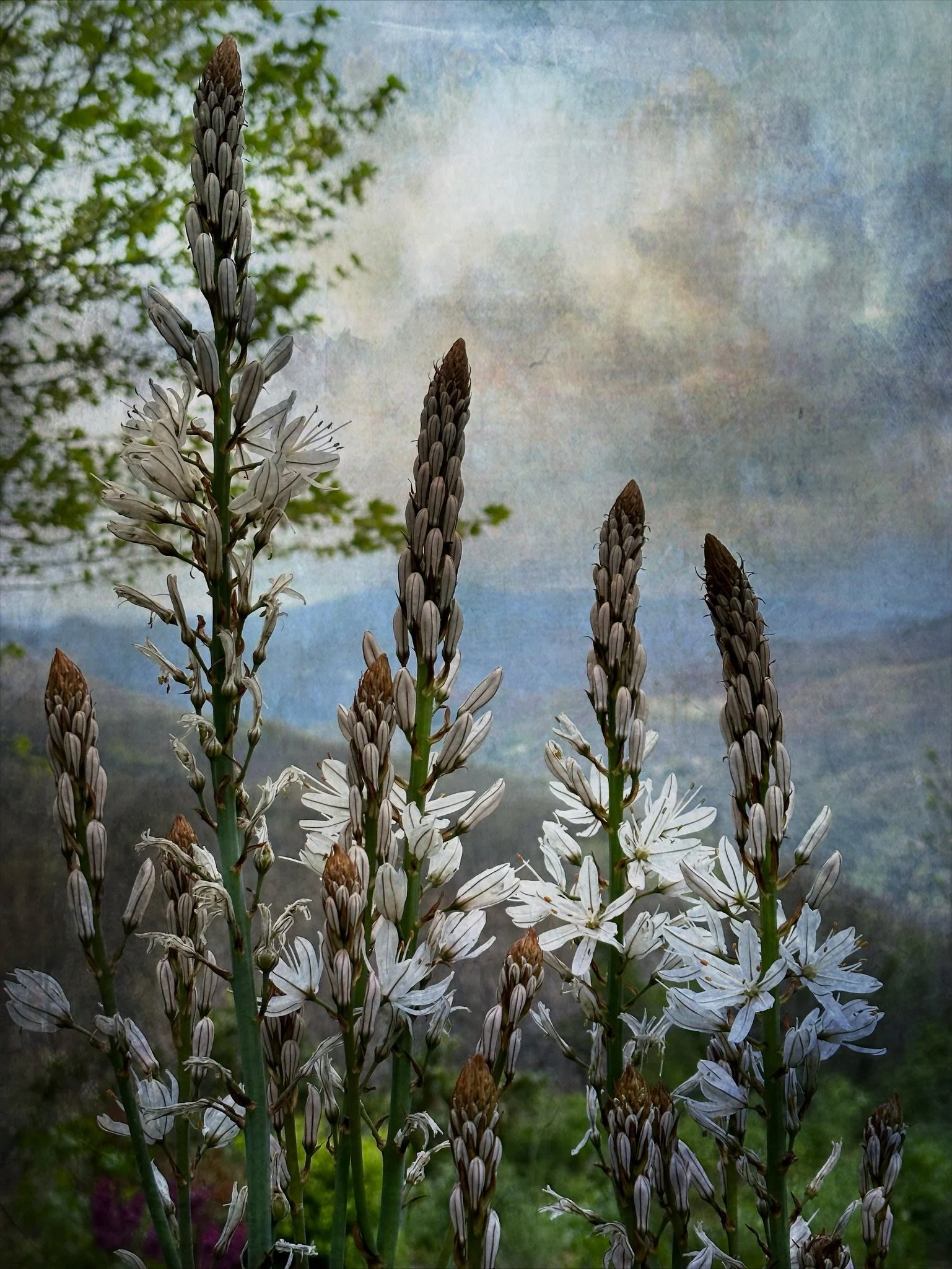 Conviviality 

.
#asphodelflowers #inspiredbyflowers #creativephotography #natureandnourish #wildgarden