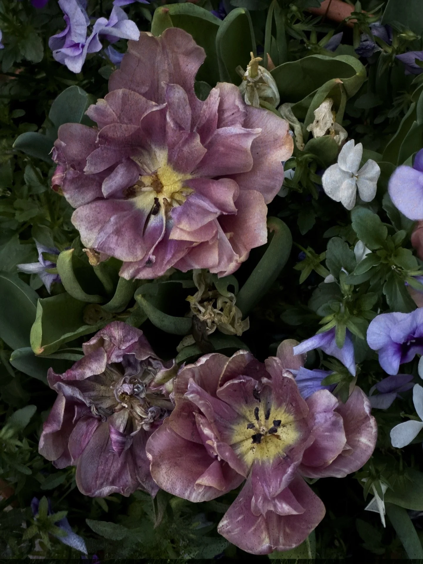 Exuberance 

.
#tuliplove #inspiredbyflowers #tulipart