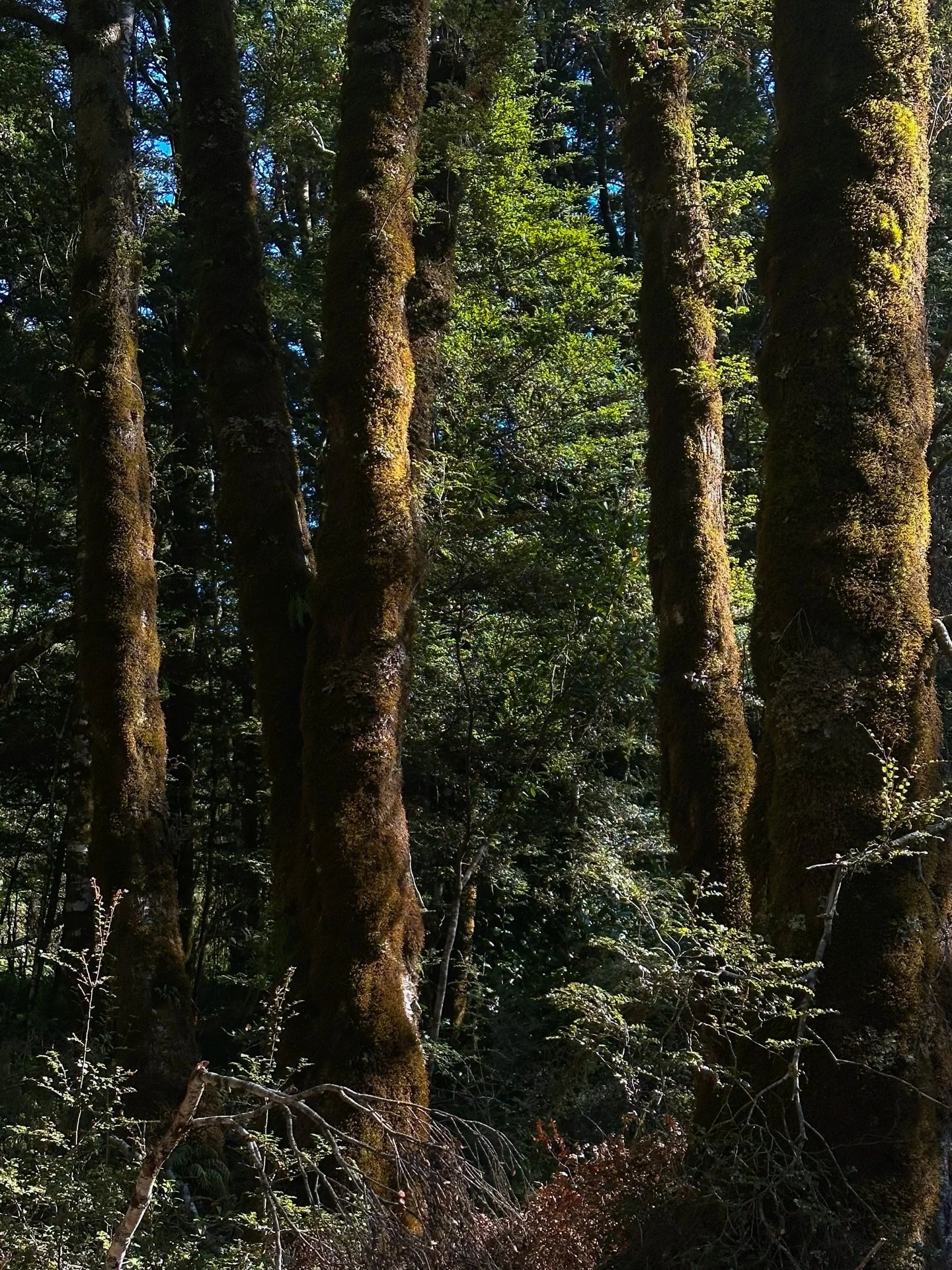 Refuge 

.
#forestphotos #natureandnourish #treeperfection