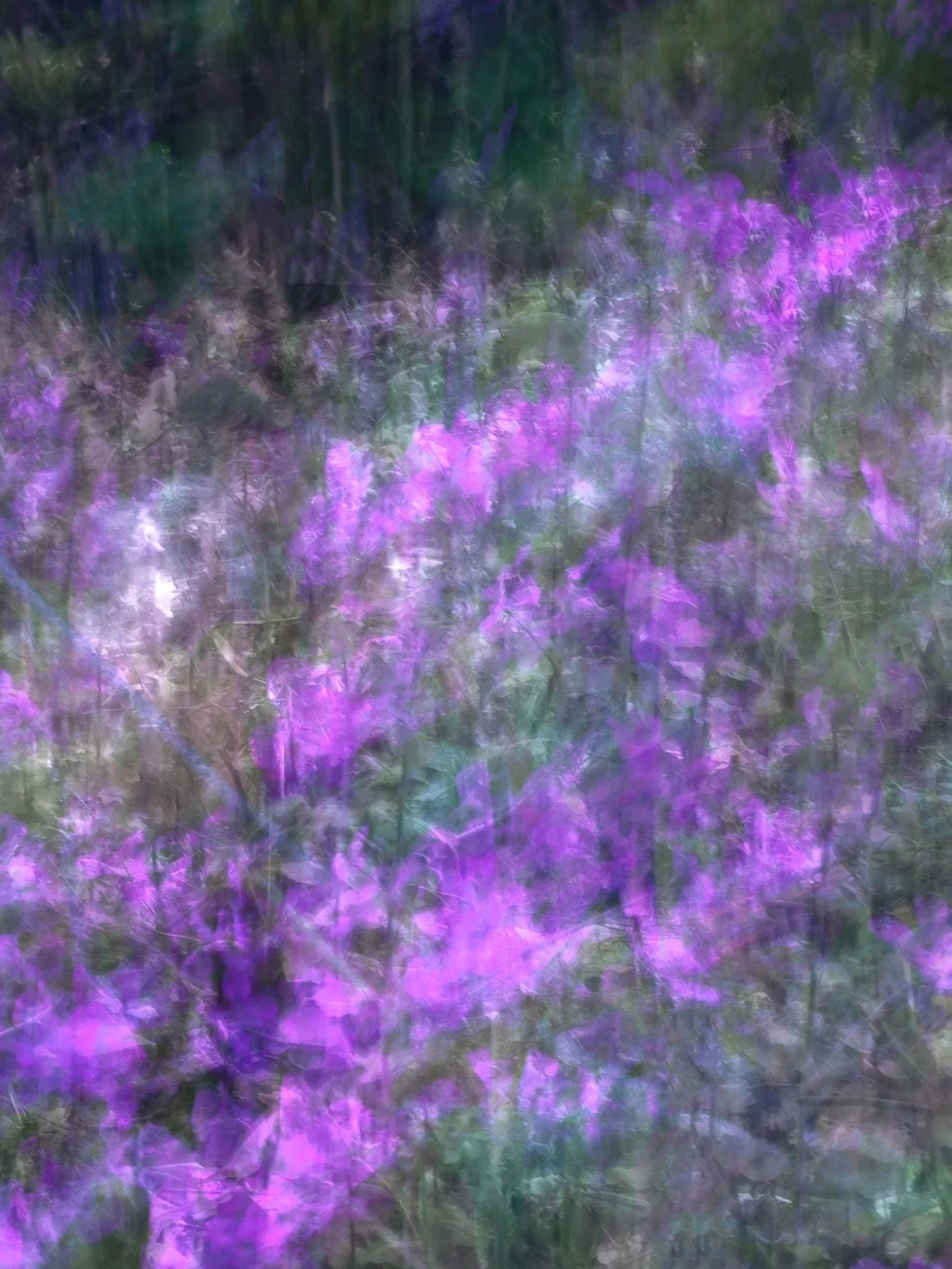 Forest floor 

.
#forestinspring #lunaria #icmphotography #natureandnourish