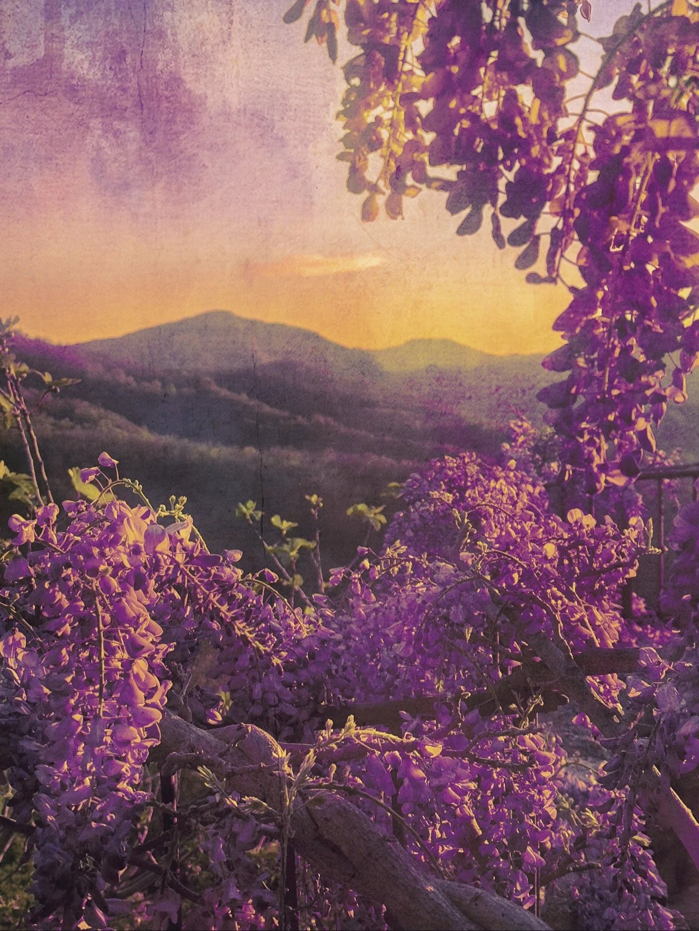 After an epic five weeks travelling - having taken ten flights, driven over five thousand kilometres - I came home to find pink skies and purple rain. 
.
#wisteria #purplehaze #inspiredbyflowers #creativephoto #natureandnourish