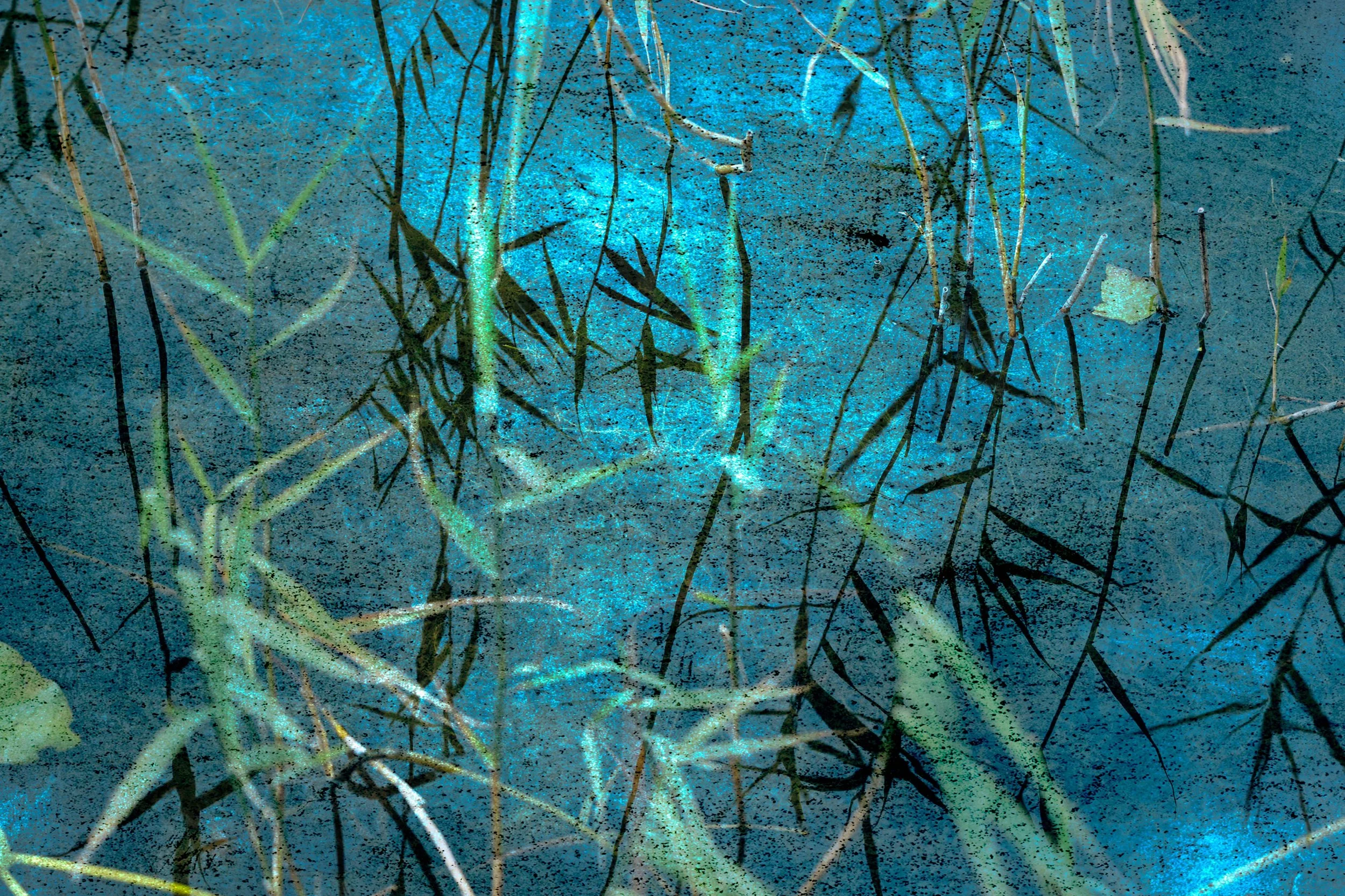 An artistic close-up of plants with thin green and brown stems, some leaves, and shadows on a textured blue background.