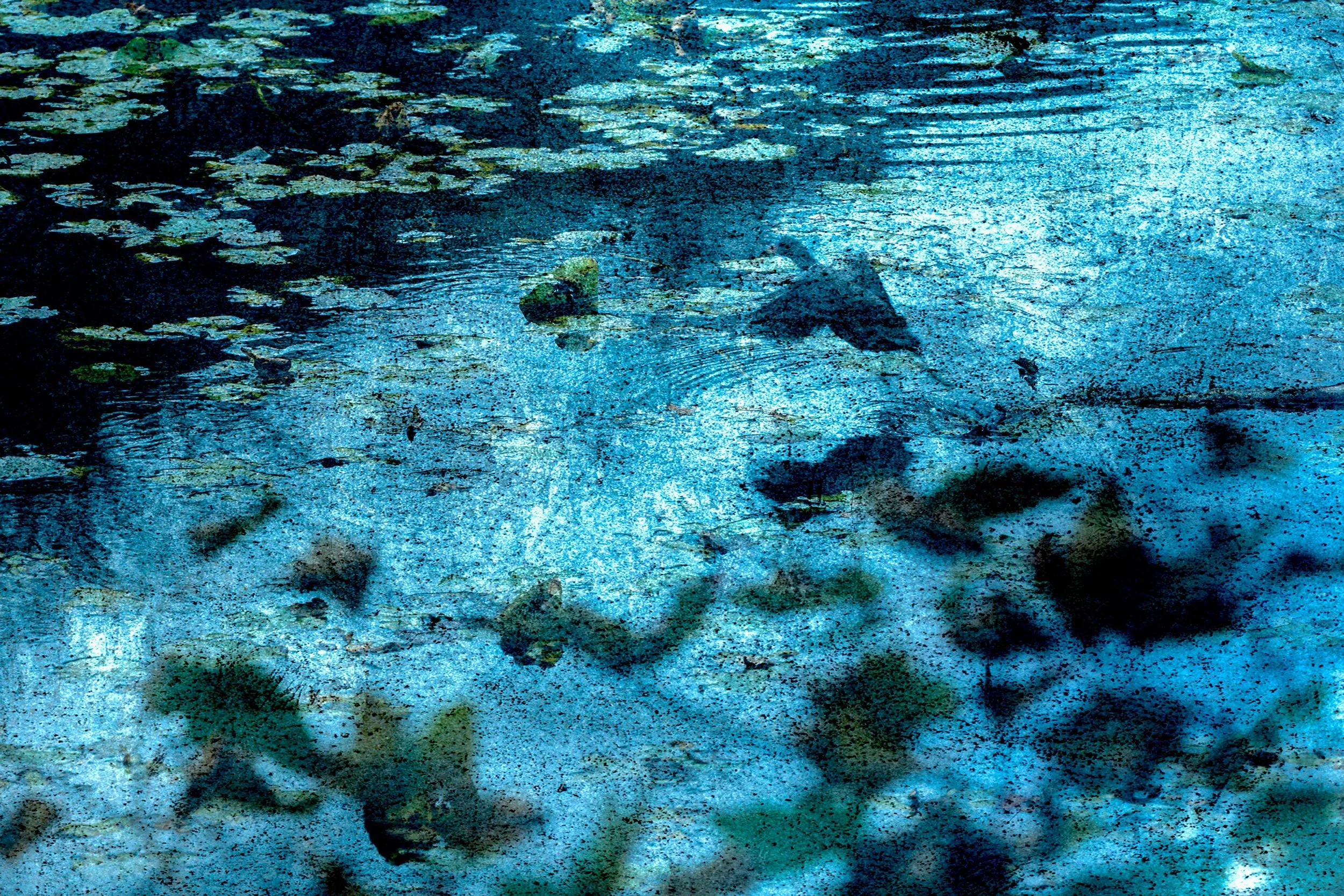 lilypond duck-1.jpg