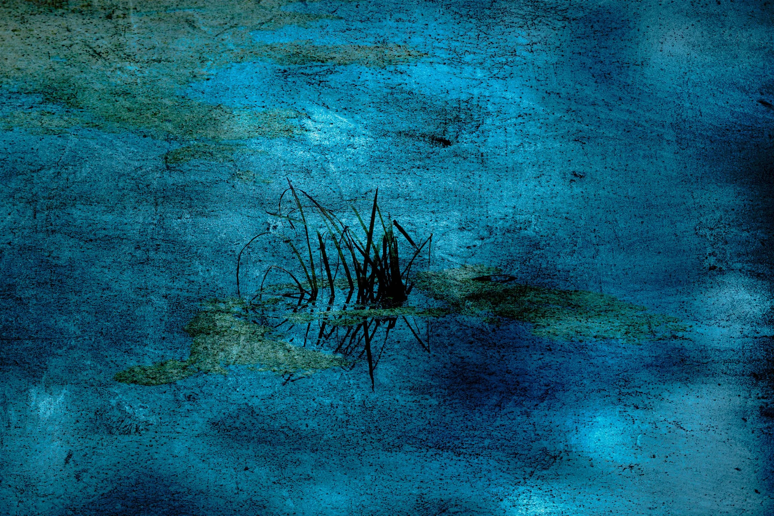 A dark, textured image of a pond with lily pads and a cluster of thin, dark reeds emerging from the water, reflected on the surface.