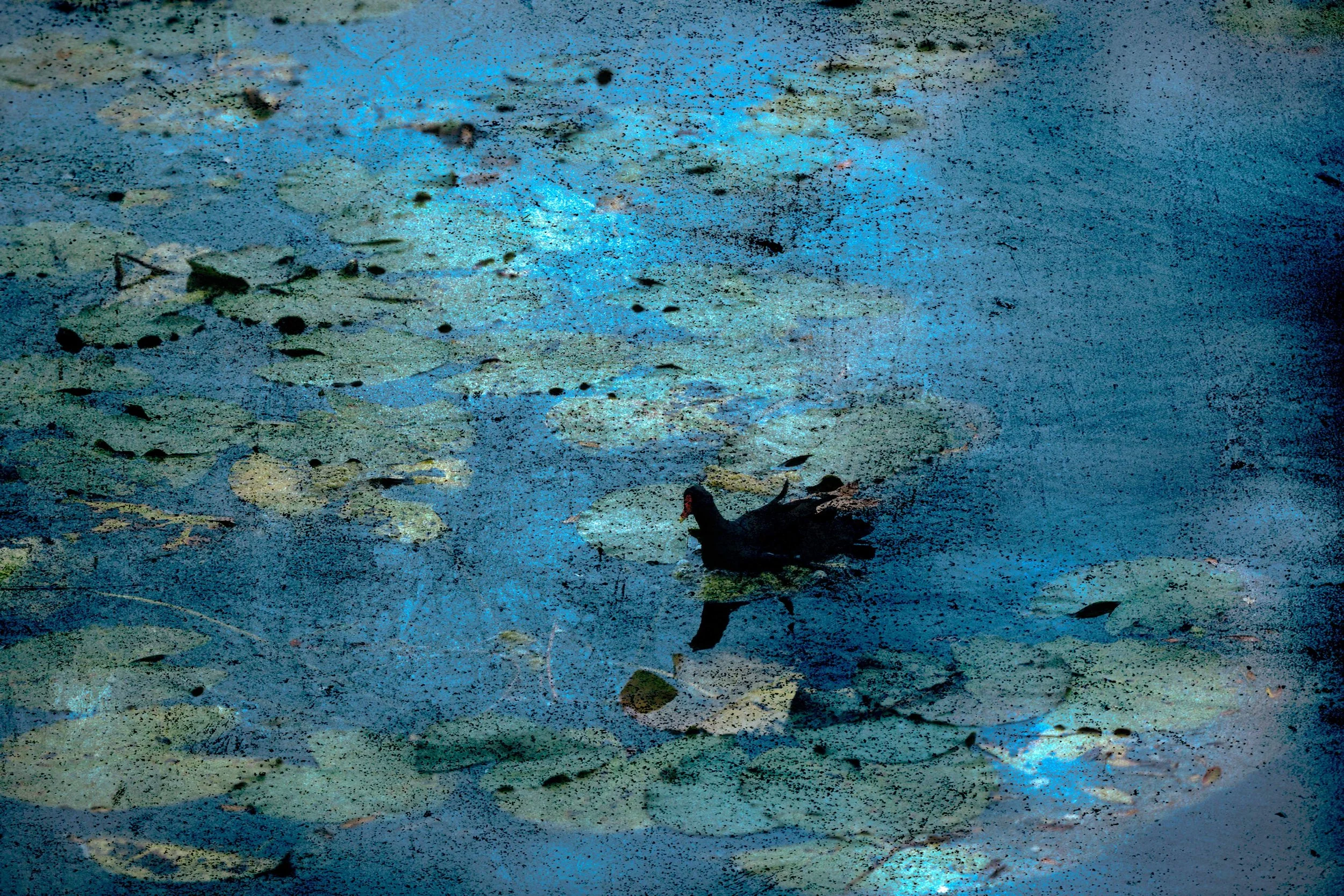 An creative photograph of  duck swimming in a pond with lily pads and blue reflections on the water.