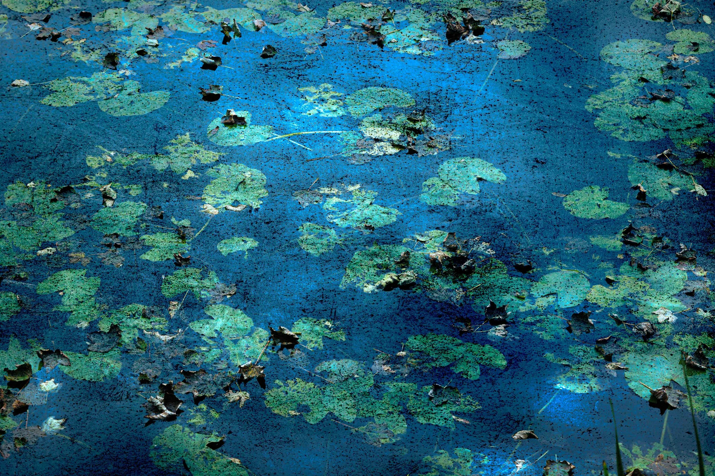 A pond with green lily pads and fallen leaves floating on the surface of the water.