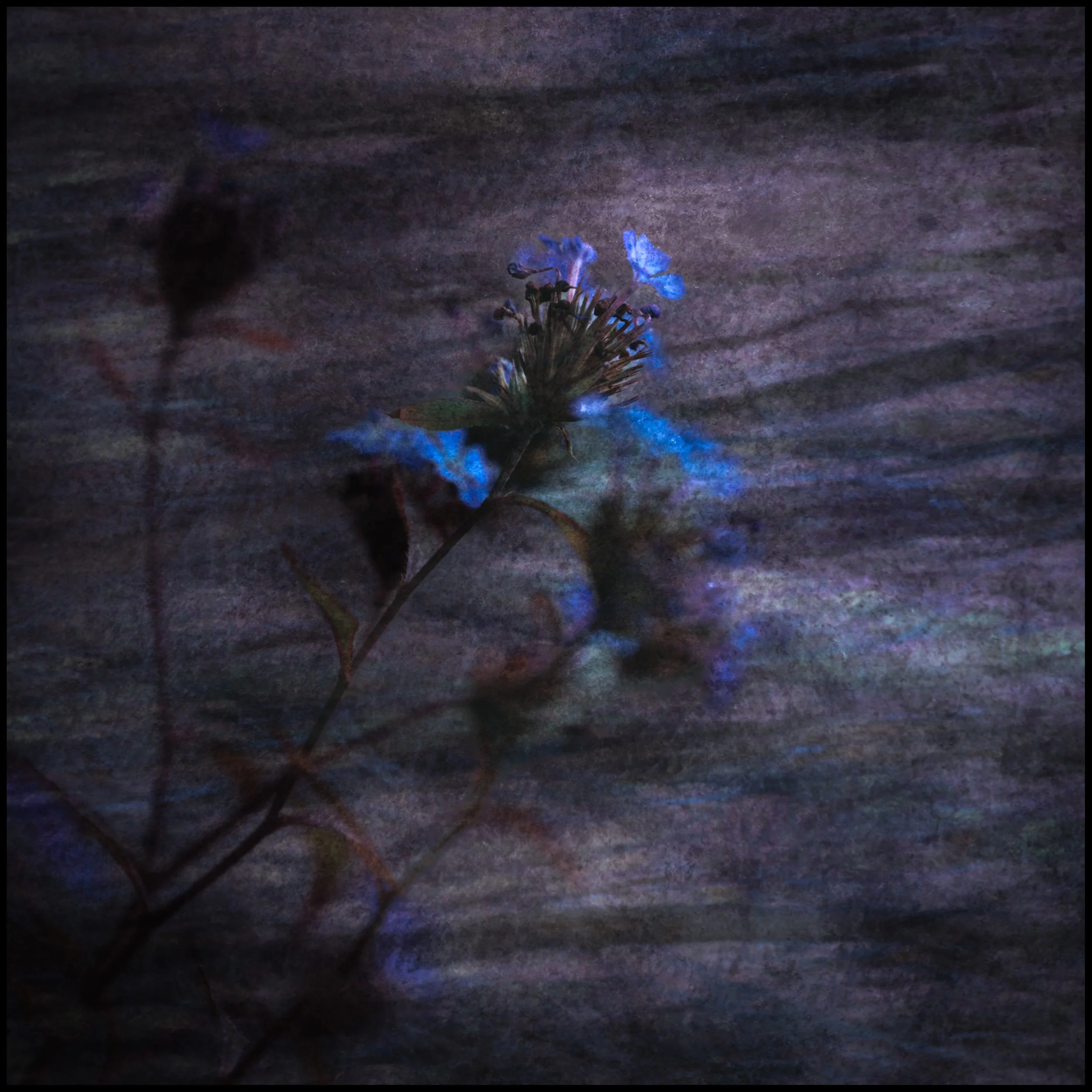 A close-up of a flower with blue petals, set against a dark textured background.