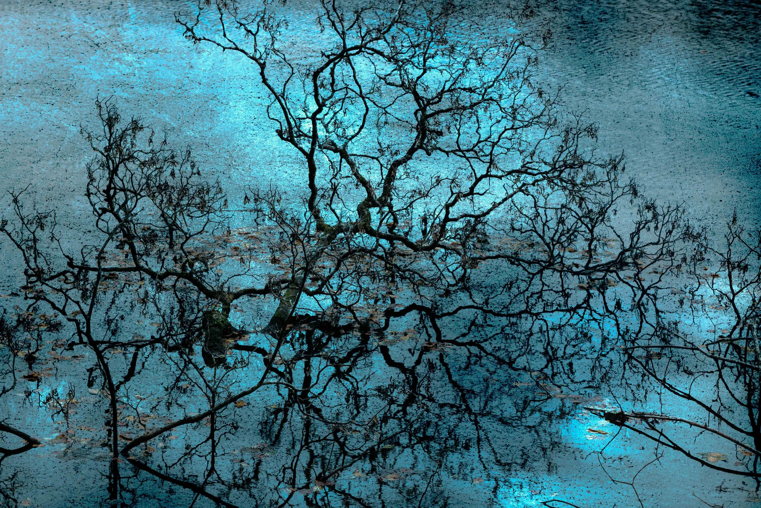 Atmospheric bare tree branches reflected in a pond with blue water during cloudy weather.